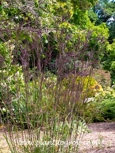 Red Bull Big Blue Stem (Andropogon gerardii)